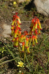 Lachenalia quadricolor
