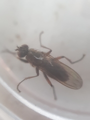 Trichopalpus fraternus