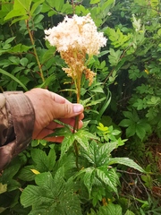 Filipendula palmata