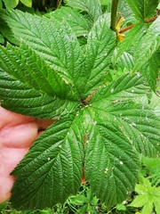 Filipendula palmata