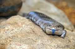 Tiliqua