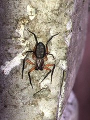 Platyoides walteri