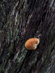 Gymnopilus eucalyptorum