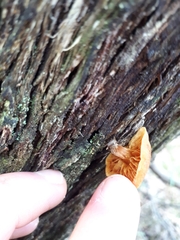 Gymnopilus eucalyptorum