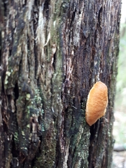 Gymnopilus eucalyptorum