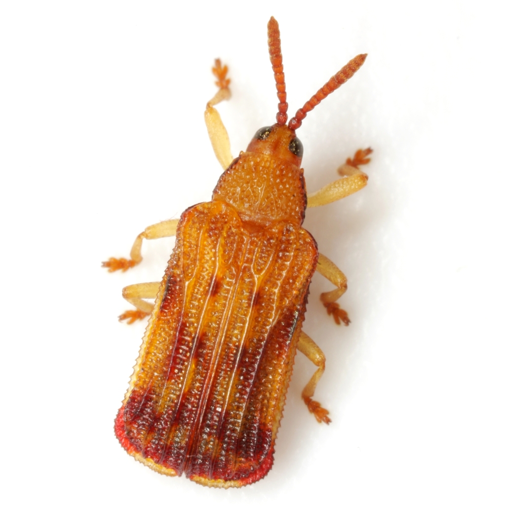 Basswood Leafminer