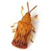 Basswood Leafminer - Photo (c) Mike Quinn, Austin, TX, some rights reserved (CC BY-NC), uploaded by Mike Quinn, Austin, TX