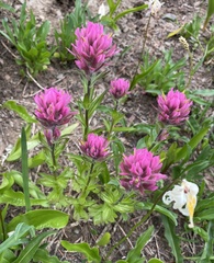 Castilleja parviflora olympica
