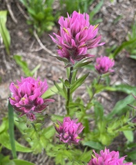 Castilleja parviflora olympica