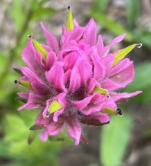 Castilleja parviflora olympica