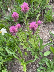 Castilleja parviflora olympica
