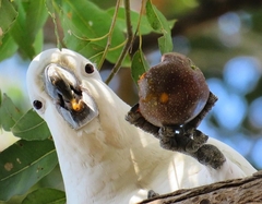 Sulphur-Crested Cockatoo photo 5