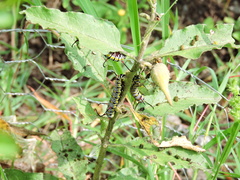 Danaus gilippus