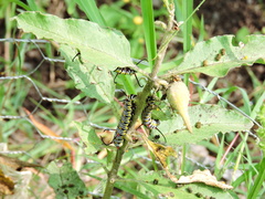Danaus gilippus