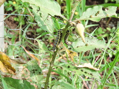 Danaus gilippus