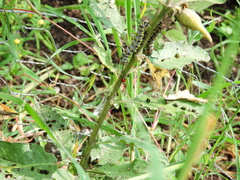 Danaus gilippus