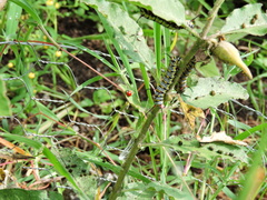 Danaus gilippus