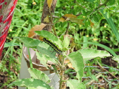 Danaus gilippus