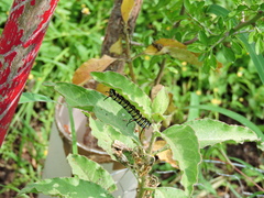 Danaus gilippus