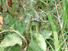 Danaus gilippus