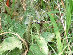 Danaus gilippus