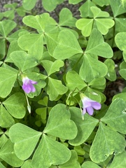 Oxalis metcalfei