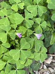 Oxalis metcalfei