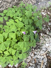 Oxalis metcalfei