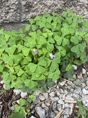 Oxalis metcalfei