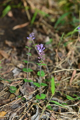 Scutellaria playfairii