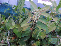 Danaus gilippus