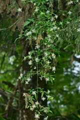 Clematis tamurae