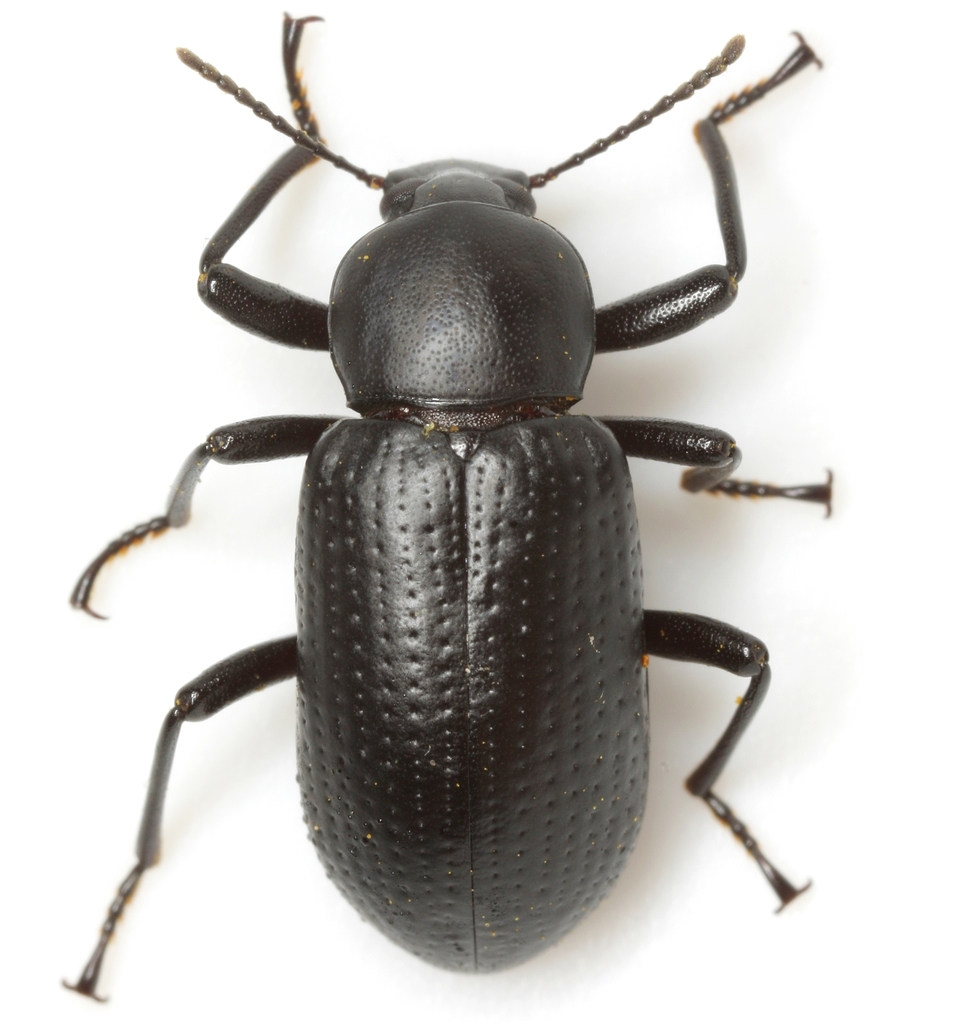 Glyptotus cribratus