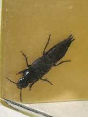 Quedius dilatatus