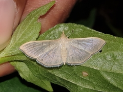 Poliobotys ablactalis