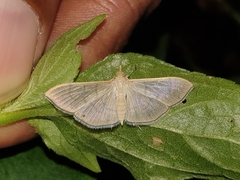 Poliobotys ablactalis