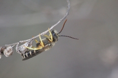Halictus crenicornis
