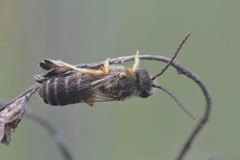 Halictus crenicornis