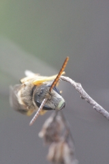 Halictus crenicornis
