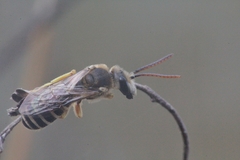 Halictus crenicornis
