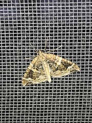 Lepidoptera