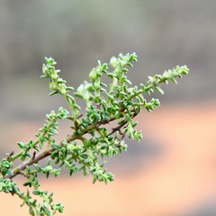 Prostanthera serpyllifolia microphylla