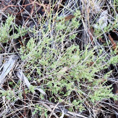 Prostanthera serpyllifolia microphylla