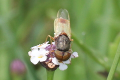 Hedriodiscus trivittatus