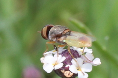 Hedriodiscus trivittatus