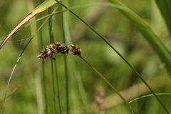 Carex diandra