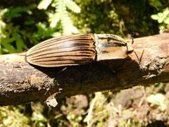 Chalcolepidius desmarestii