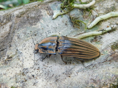 Chalcolepidius desmarestii