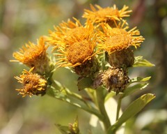 Pentanema spiraeifolium