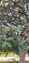 Sideroxylon inerme inerme